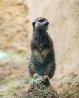 JULIANE EIRICH   PHOTOGRAPHY