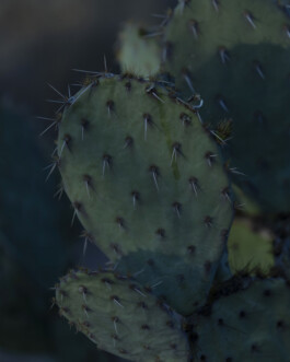 JULIANE EIRICH   PHOTOGRAPHY