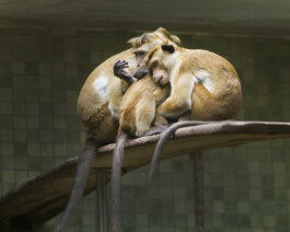 JULIANE EIRICH PHOTOGRAPHY