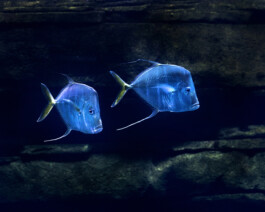 JULIANE EIRICH   PHOTOGRAPHY