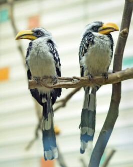 JULIANE EIRICH PHOTOGRAPHY