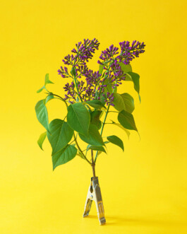 JULIANE EIRICH   PHOTOGRAPHY