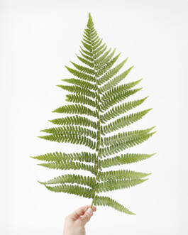 JULIANE EIRICH   PHOTOGRAPHY