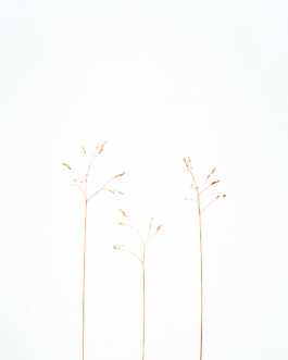 JULIANE EIRICH   PHOTOGRAPHY