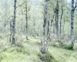 JULIANE EIRICH   PHOTOGRAPHY