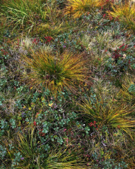 JULIANE EIRICH PHOTOGRAPHY