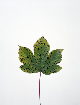 JULIANE EIRICH PHOTOGRAPHY