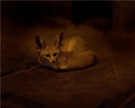 JULIANE EIRICH PHOTOGRAPHY