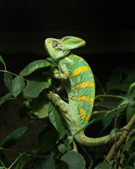 JULIANE EIRICH PHOTOGRAPHY