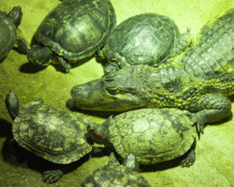 JULIANE EIRICH PHOTOGRAPHY