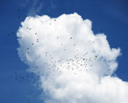 JULIANE EIRICH   PHOTOGRAPHY