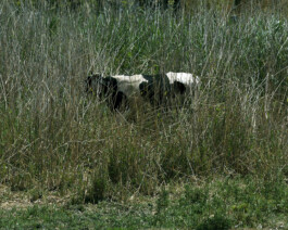 JULIANE EIRICH   PHOTOGRAPHY