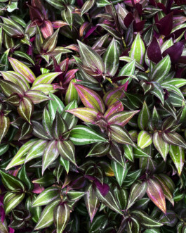 JULIANE EIRICH   PHOTOGRAPHY