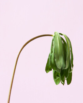 JULIANE EIRICH PHOTOGRAPHY