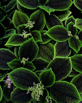 JULIANE EIRICH PHOTOGRAPHY