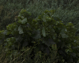 JULIANE EIRICH PHOTOGRAPHY