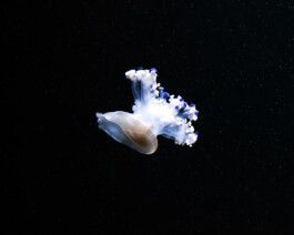 JULIANE EIRICH PHOTOGRAPHY