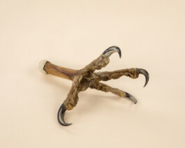 JULIANE EIRICH PHOTOGRAPHY