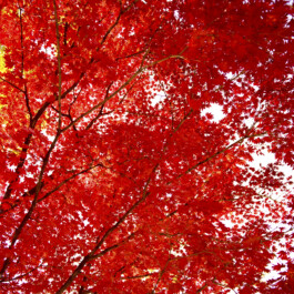 JULIANE EIRICH PHOTOGRAPHY