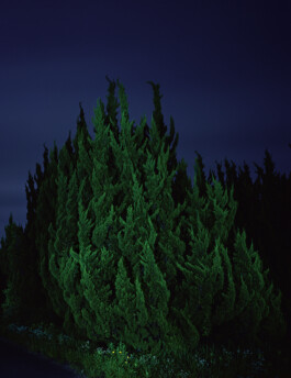 JULIANE EIRICH   PHOTOGRAPHY