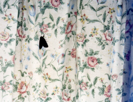 JULIANE EIRICH   PHOTOGRAPHY