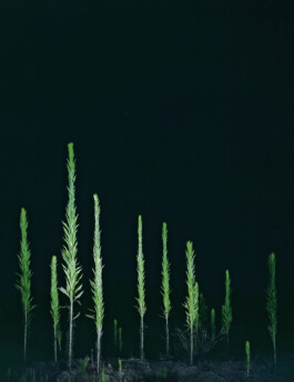 JULIANE EIRICH   PHOTOGRAPHY