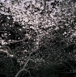 JULIANE EIRICH PHOTOGRAPHY