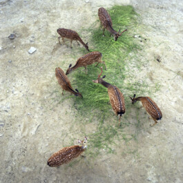 JULIANE EIRICH PHOTOGRAPHY