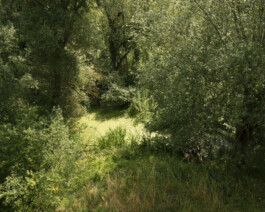 JULIANE EIRICH PHOTOGRAPHY