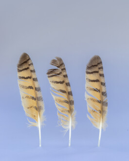 JULIANE EIRICH PHOTOGRAPHY