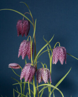 JULIANE EIRICH PHOTOGRAPHY