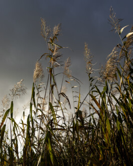 JULIANE EIRICH PHOTOGRAPHY