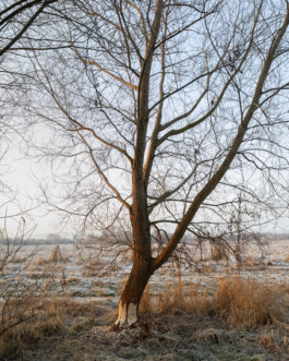 JULIANE EIRICH PHOTOGRAPHY