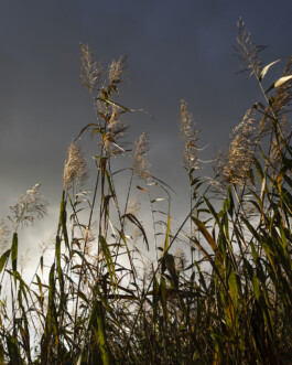 JULIANE EIRICH PHOTOGRAPHY