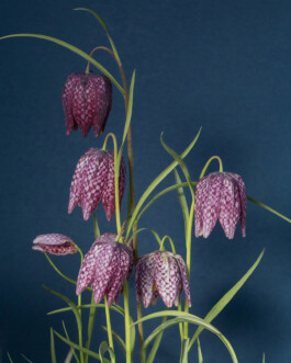 JULIANE EIRICH PHOTOGRAPHY
